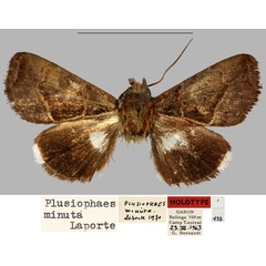/filer/webapps/moths/media/images/M/minuta_Plusiophaes_HT_MNHN.jpg