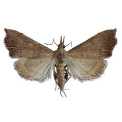/filer/webapps/moths/media/images/F/fuscalis_Ptychopseustis_HT_NHMO.jpg