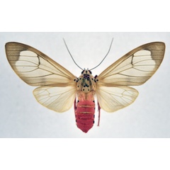 /filer/webapps/moths/media/images/V/vitrea_Amerila_AF_NHMO.jpg
