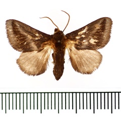 /filer/webapps/moths/media/images/T/tenebrosa_Macrosemyra_AF_BMNH.jpg