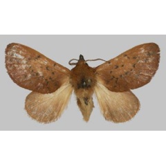 /filer/webapps/moths/media/images/A/avadomenicarocchio_Rhynchobombyx_PTF_USTTB.jpg