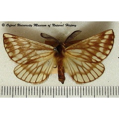 /filer/webapps/moths/media/images/S/sericaria_Sabalia_A_OUMNH.jpg