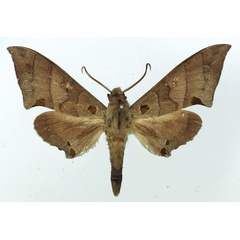 /filer/webapps/moths/media/images/C/carteri_Polyptychus_AM_Basquin_02.jpg
