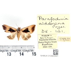 /filer/webapps/moths/media/images/A/aldabrana_Fodina_STF_BMNH.jpg