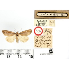 /filer/webapps/moths/media/images/A/abunda_Epimecia_HT_BMNH.jpg