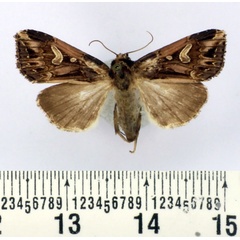 /filer/webapps/moths/media/images/G/goniosema_Odontestra_AM_BMNH.jpg