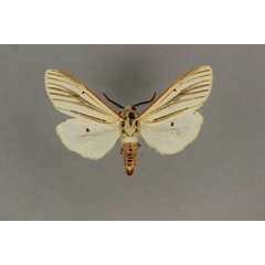/filer/webapps/moths/media/images/S/senegalensis_Aloa_ST_BMNH.jpg