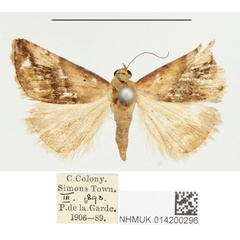 /filer/webapps/moths/media/images/G/glaucizona_Eublemma_PTM_BMNH.jpg