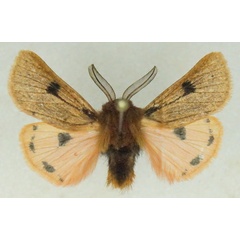 /filer/webapps/moths/media/images/P/perpunctata_Pseudophragmatobia_AM_Stroehle_02.jpg