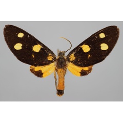 /filer/webapps/moths/media/images/E/eleonora_Dubianaclia_LT_BMNH.jpg