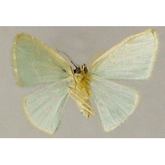 /filer/webapps/moths/media/images/M/modesta_Comostolopsis_PTF_ZSMb.jpg