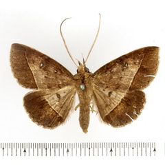 /filer/webapps/moths/media/images/F/fumipennis_Tatorinia_AM_BMNH.jpg