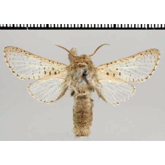 /filer/webapps/moths/media/images/T/translucens_Dukearbela_HT_TMSA.jpg
