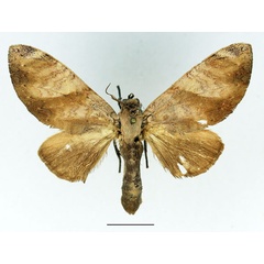 /filer/webapps/moths/media/images/I/immodica_Tricholoba_AM_Basquin_01.jpg