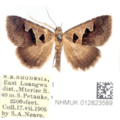 /filer/webapps/moths/media/images/H/hamifera_Anoba_AF_BMNH.jpg