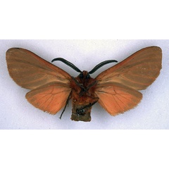 /filer/webapps/moths/media/images/K/kelleni_Metarctia_AM_BMNH_02.jpg