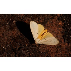 /filer/webapps/moths/media/images/M/meinhofi_Eyralpenus_A_King_02.jpg