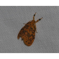 /filer/webapps/moths/media/images/D/discocellularis_Afrasura_A_Jorpeland.jpg