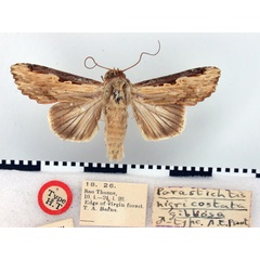 /filer/webapps/moths/media/images/G/gibbosa_Neostichtis_HT_BMNH.jpg