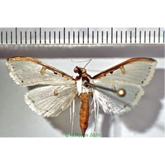 /filer/webapps/moths/media/images/M/metallata_Palpita_AM_Bippus.jpg