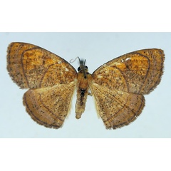/filer/webapps/moths/media/images/M/maculata_Oaracta_AF_TMSA_02.jpg
