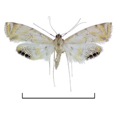 /filer/webapps/moths/media/images/B/belladotae_Eoophyla_PT_BMNH.jpg
