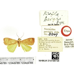 /filer/webapps/moths/media/images/B/barnsi_Rivula_HT_BMNH.jpg