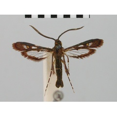/filer/webapps/moths/media/images/H/hilariformis_Chamanthedon_HT_BMNH.jpg