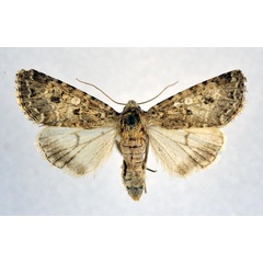 /filer/webapps/moths/media/images/S/sociabilis_Cardepia_A_NHMO.jpg