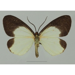 /filer/webapps/moths/media/images/D/doleris_Terina_AF_Basquin_02a.jpg