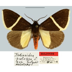 /filer/webapps/moths/media/images/P/pulchra_Fodinoidea_HT_MNHN.jpg