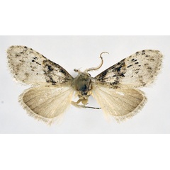 /filer/webapps/moths/media/images/P/puerula_Meganola_HT_NHMO.jpg