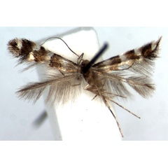 /filer/webapps/moths/media/images/A/acutulus_Phyllonorycter_HT_RMCA.jpg