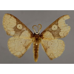 /filer/webapps/moths/media/images/S/spectrum_Epicosymbia_A_ZSM_01.jpg