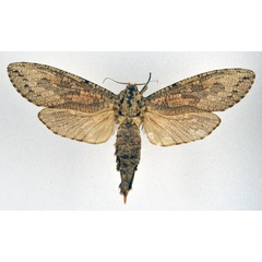 /filer/webapps/moths/media/images/C/capensis_Strigocossus_AF_NHMO.jpg