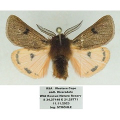 /filer/webapps/moths/media/images/P/perpunctata_Pseudophragmatobia_AM_Stroehle_01.jpg