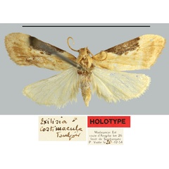 /filer/webapps/moths/media/images/C/costimacula_Exilisia_HT_MNHN.jpg