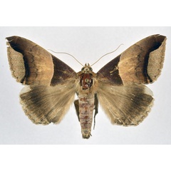 /filer/webapps/moths/media/images/E/echo_Achaea_A_NHMO.jpg