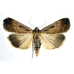 /filer/webapps/moths/media/images/E/exsiccata_Tathorhynchus_A_NHMO.jpg