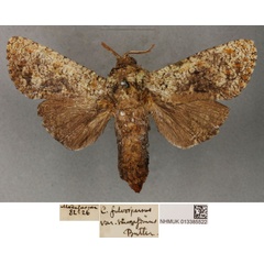 /filer/webapps/moths/media/images/S/smaragdinus_Cossus_STM_BMNH_01.jpg