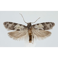 /filer/webapps/moths/media/images/O/opsarias_Cnephasia_AM_NHMO.jpg