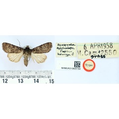 /filer/webapps/moths/media/images/A/aethalopa_Apospasta_HT_BMNH.jpg