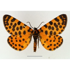 /filer/webapps/moths/media/images/L/lepida_Zerenopsis_AM_TMSA.jpg