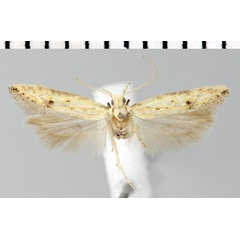 /filer/webapps/moths/media/images/K/konradi_Parapsectris_HT_ZMHB.jpg