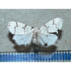 /filer/webapps/moths/media/images/A/africana_Cyana_A_Goff.jpg
