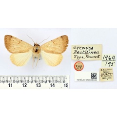 /filer/webapps/moths/media/images/R/rectilinea_Ctenusa_HT_BMNH.jpg