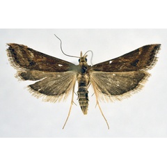 /filer/webapps/moths/media/images/M/monostigma_Diasemia_A_NHMO_02.jpg