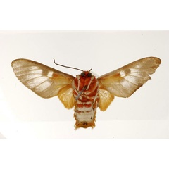/filer/webapps/moths/media/images/C/curriei_Balacra_ST_USNM_02.jpg