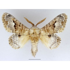 /filer/webapps/moths/media/images/R/regia_Schausinna_AM_Basquin_03.jpg