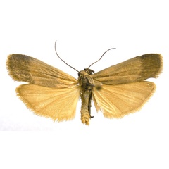 /filer/webapps/moths/media/images/A/agonchae_Brunia_AM_Bucsek_02.jpg
